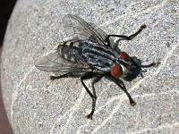 Graue Fleischfliegen (Sarcophaga carnaria) 01
